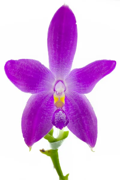 Orquídea Rara Bonita Pote Fundo Branco — Fotografia de Stock