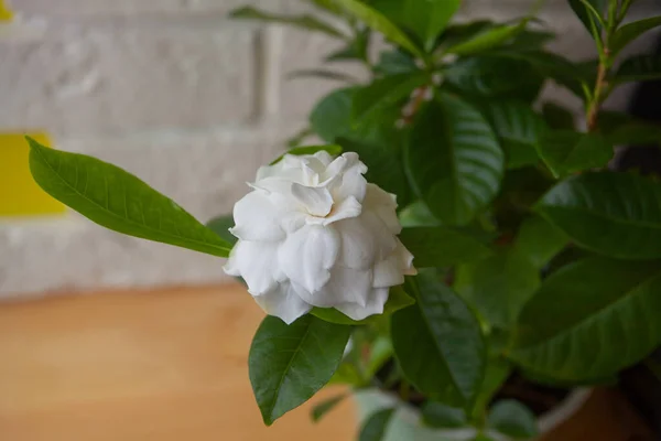 beautiful white flower gardenia on a green background