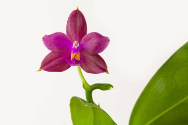 Beyaz arka planda bir tencerede nadir bulunan güzel bir orkide.