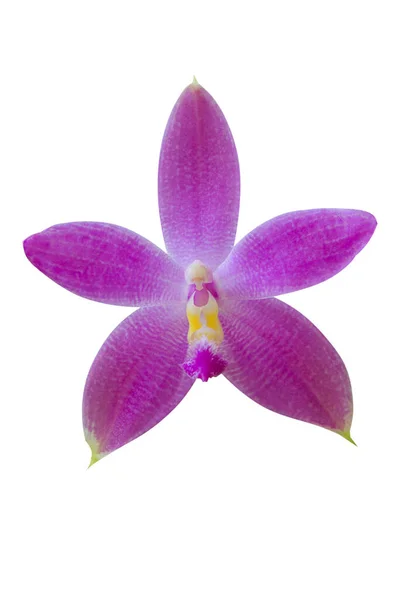 Bella Orchidea Rara Una Pentola Uno Sfondo Bianco — Foto Stock