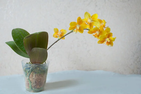 Hermosa Orquídea Rara Una Olla Sobre Fondo Blanco — Foto de Stock