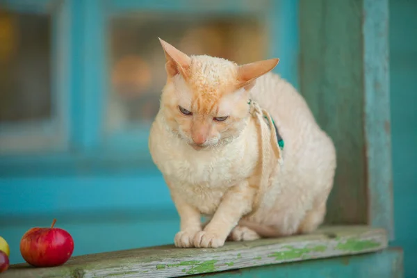 Vacker Lockig Vit Katt Äter Gräs Vid Sommarstugan — Stockfoto