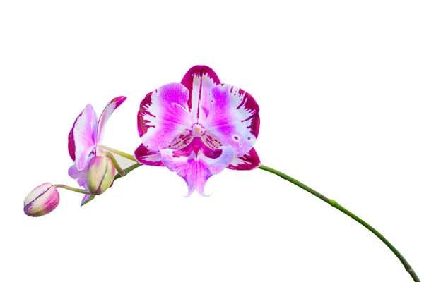 Hermosa Orquídea Rara Una Olla Sobre Fondo Blanco —  Fotos de Stock