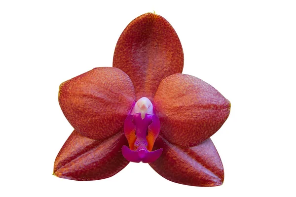 Schöne Seltene Orchidee Einem Topf Auf Verschwommenem Hintergrund — Stockfoto