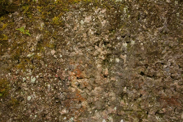 Bir Tuğla Duvar Moss Ile Güzel Arka Plan Resmi — Stok fotoğraf