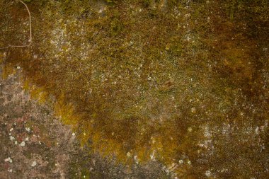 Bir tuğla duvar ve moss ile güzel arka plan resmi