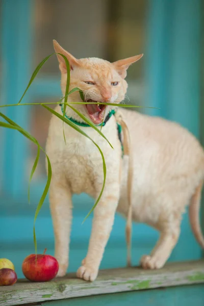 Vacker Lockig Vit Katt Äter Gräs Vid Sommarstugan — Stockfoto