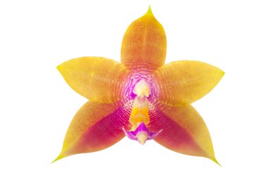 Bulanık bir arka plan üzerinde bir tencerede güzel nadir orkide