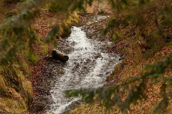 Bellissimo Paesaggio Forestale Mattutino Senza Persone Montagna — Foto Stock