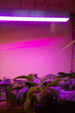 Tropikal bitkileri ve insansız fotoğraf lambaları olan bir şirket.