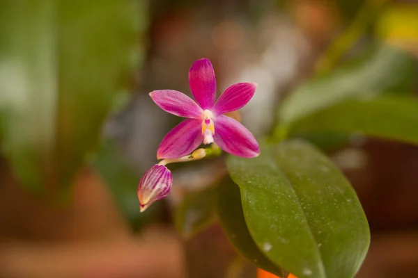 Belle Orchidée Rare Dans Pot Sur Fond Flou — Photo