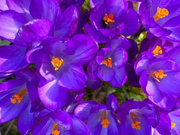 Hermosa Imagen Fondo Primavera Flor Cocoteros Jardín —  Fotos de Stock