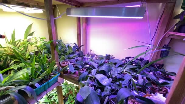 Bedrijf Met Tropische Planten Fotolampen Zonder Mensen — Stockvideo