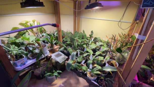 Bedrijf Met Tropische Planten Fotolampen Zonder Mensen — Stockvideo