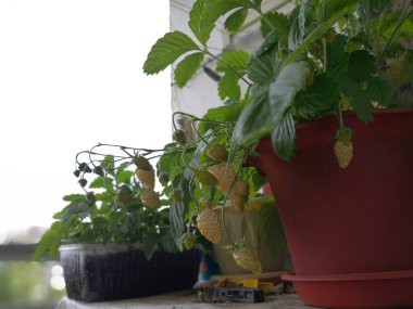 Olgun kırmızı orman organik çilek dalı