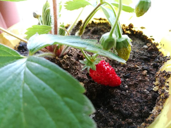 Rijpe Rode Bos Biologische Aardbeien Tak — Stockfoto