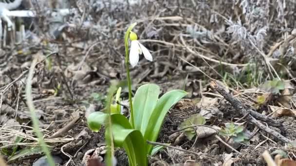 Schöne Weiße Schneeglöckchen Frühling Auf Verschwommenem Hintergrund — Stockvideo