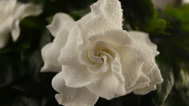 Vacker Vit Blomma Gardenia Vit Bakgrund — Stockvideo