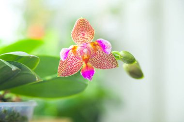 Penceredeki tencerede güzel bir orkide