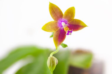 Beyaz arka planda bir tencerede nadir bulunan güzel bir orkide.