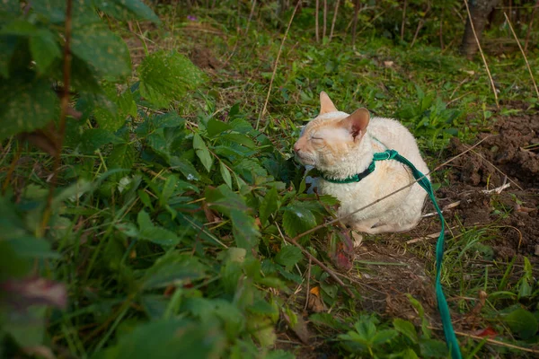 Schöne Lockige Weiße Katze Frisst Gras Sommerhaus — Stockfoto