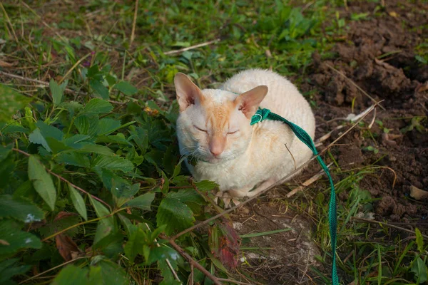 Schöne Lockige Weiße Katze Frisst Gras Sommerhaus — Stockfoto