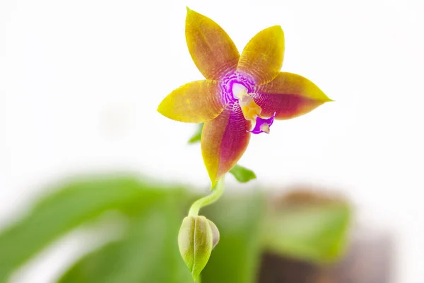 Hermosa Orquídea Rara Una Olla Sobre Fondo Blanco — Foto de Stock