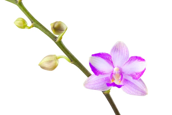 Orquídea Rara Bonita Pote Fundo Branco — Fotografia de Stock