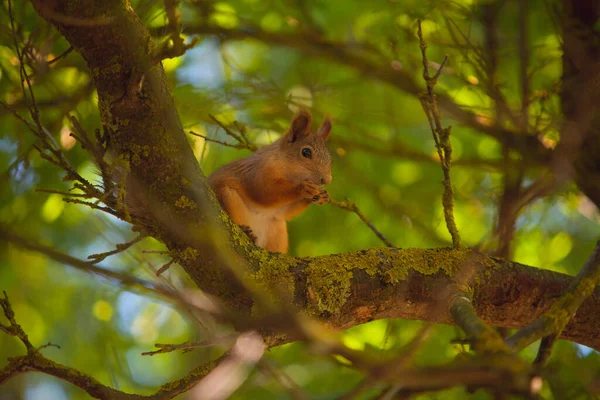 Schönes Rotes Amerikanisches Eichhörnchen Sitzt Wald — Stockfoto