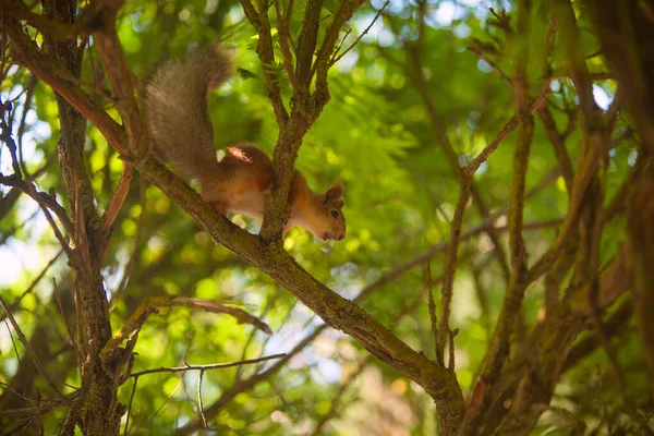 Schönes Rotes Amerikanisches Eichhörnchen Sitzt Wald — Stockfoto