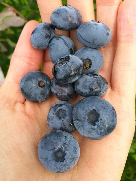 Large Blue Ripe Garden Blueberries Hand — Stock Photo, Image