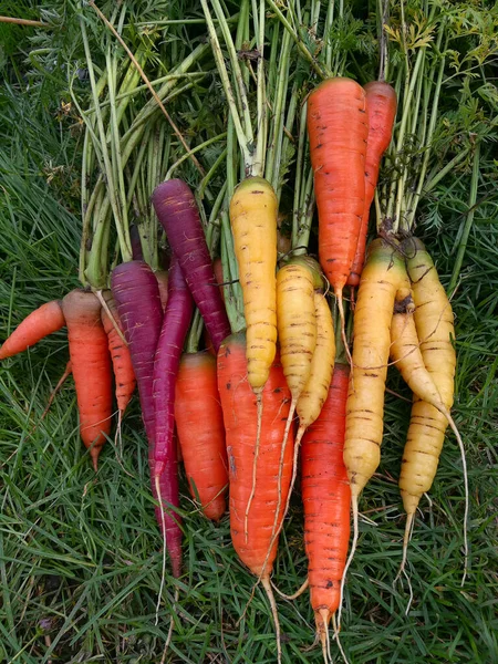 orange yellow and purple carrots in the garden on the grass