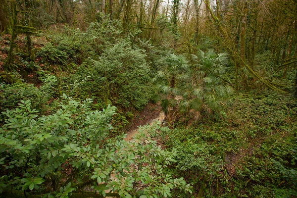 Sonbaharda Soçi Bir Boxwood Korusunda Güzel Bir Orman Manzarası — Stok fotoğraf