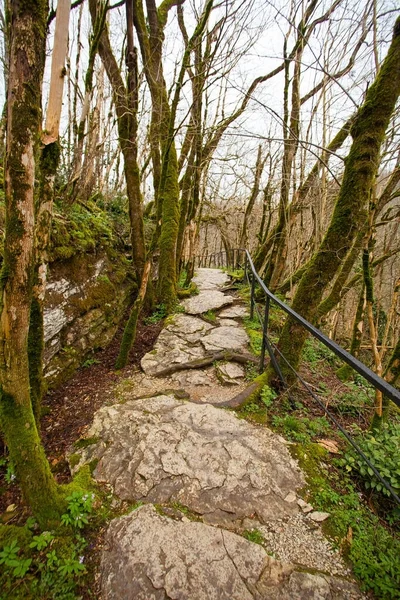 Bela Paisagem Montanha Floresta Outono Sochi Bosque Buxo — Fotografia de Stock