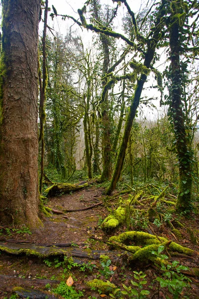 Sonbaharda Soçi 'de bir boxwood korusunda güzel bir orman manzarası.