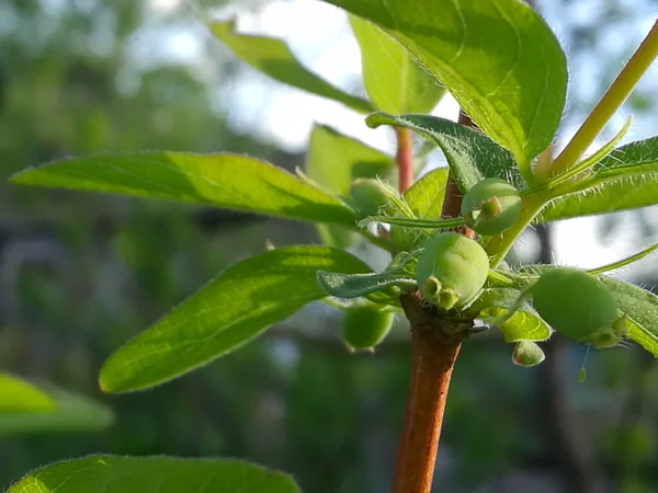 Green Honeysuckle Berries Branch Farm — Stock Photo, Image