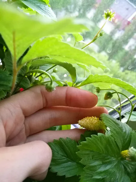 Rijpe Rode Bos Biologische Aardbeien Tak — Stockfoto