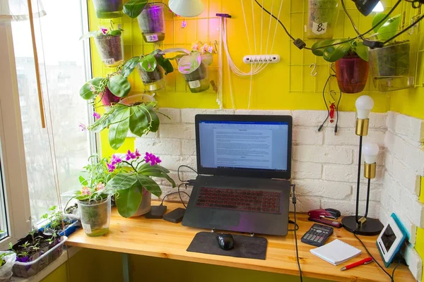 Kantor Rumah Dengan Mekar Bibit Bunga Dan Laptop — Stok Foto