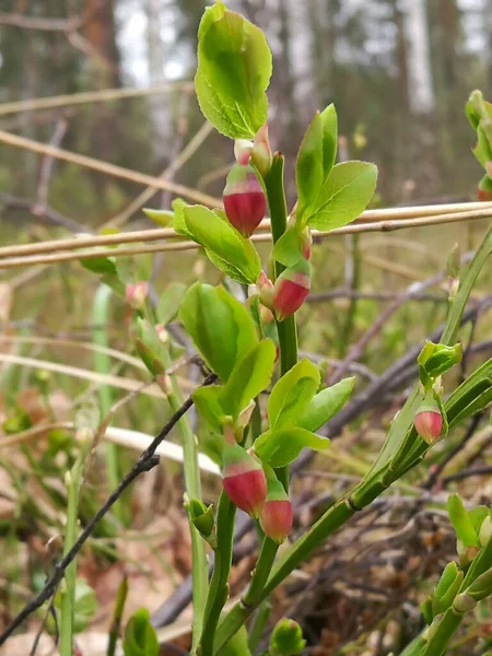 Zweig Blühender Blaubeeren Einem Wald Ohne Menschen — Stockfoto