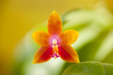 Bulanık bir arka plan üzerinde bir tencerede güzel nadir orkide