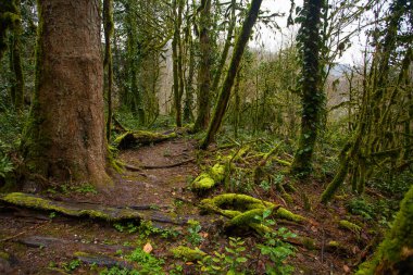 Sonbaharda Soçi 'de bir boxwood korusunda güzel bir orman manzarası.