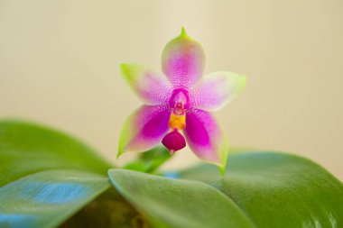 Bulanık bir arka plan üzerinde bir tencerede güzel nadir orkide