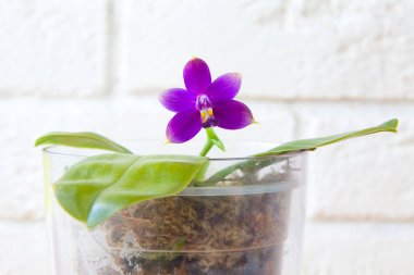 Beyaz arka planda bir tencerede nadir bulunan güzel bir orkide.