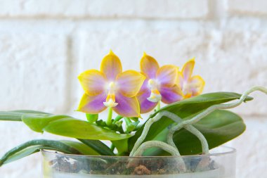 Beyaz arka planda bir tencerede nadir bulunan güzel bir orkide.