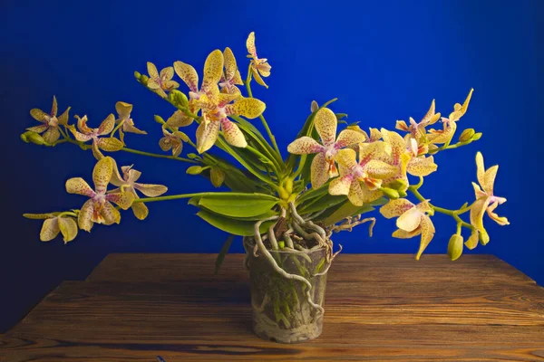 Hermosa Orquídea Rara Una Olla Sobre Fondo Azul — Foto de Stock