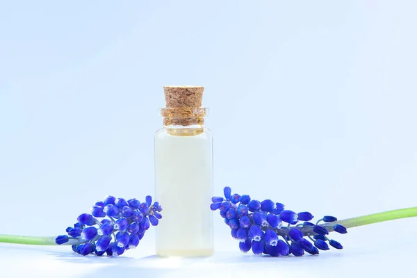 Aceite Etérico Flor Muscari Sobre Mesa Botella Hermosa — Foto de Stock