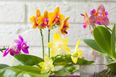 Bulanık bir arka plan üzerinde bir tencerede güzel nadir orkide