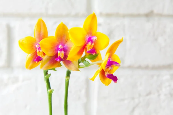 Mooie Zeldzame Orchidee Een Pot Een Onscherpe Achtergrond — Stockfoto