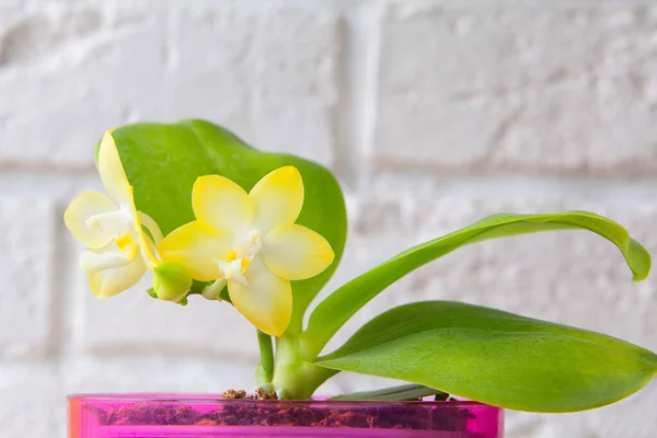 Hermosa Orquídea Rara Una Olla Sobre Fondo Borroso — Foto de Stock