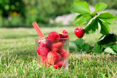 Taze olgun kırmızı çilek taze kokteyl yapılmış ve çilek Bush bahçede büyür. en kaliteli, organik gıda kavramı.